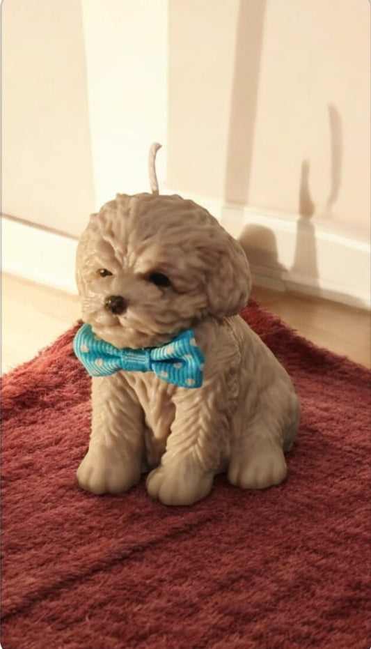 Chiot billy
